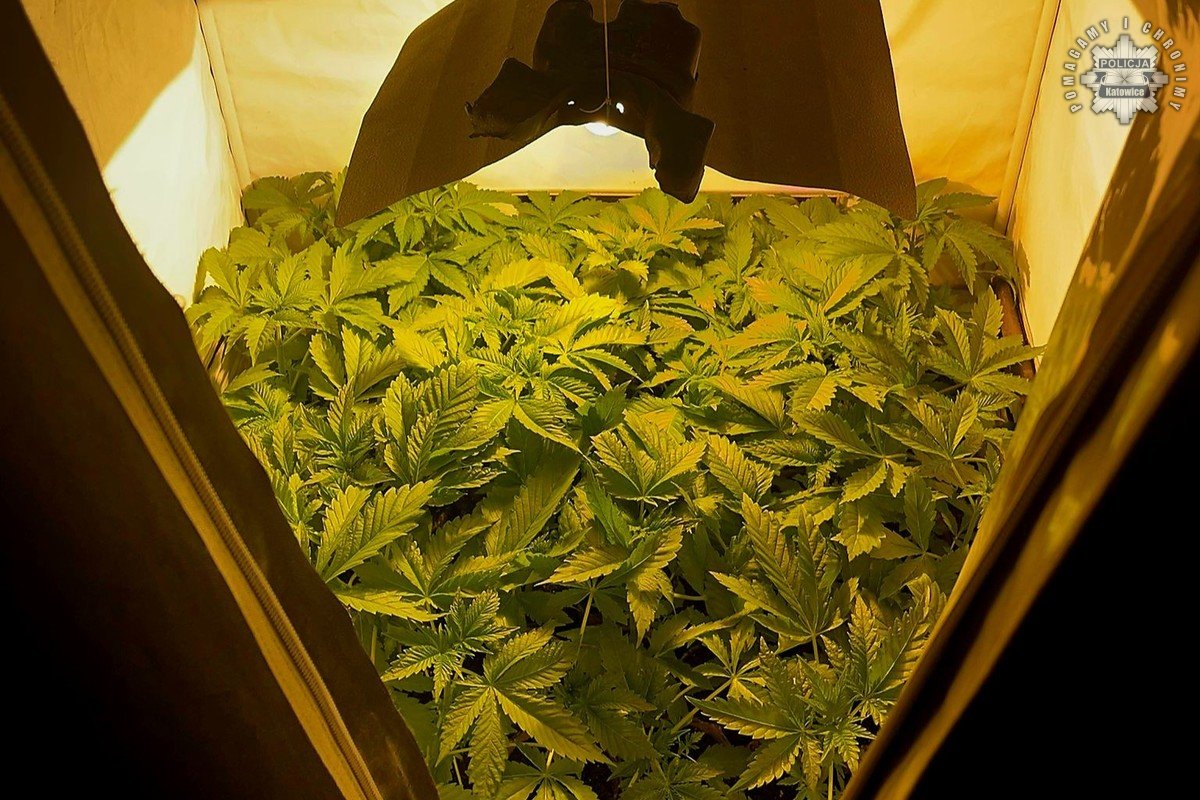 katowiccy kryminalni przejęli narkotyki i rozbili leśną plantację